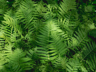 Natural background with sunbeams on thick green fern leaves.
