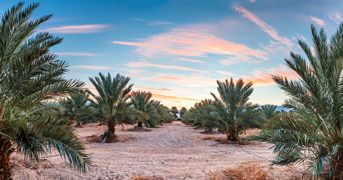 Plantation of date palm trees in the desert, agriculture industry in the Middle East