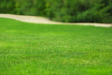 Landscaped Green grass with tree. Grass background