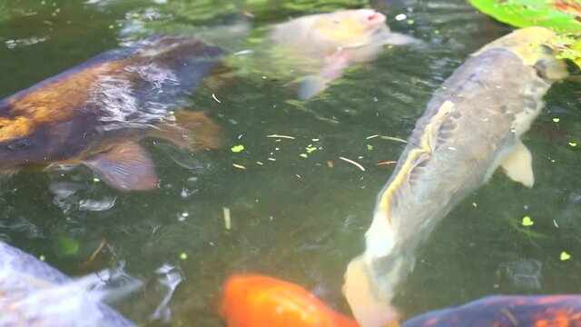 Giant Koi Karp swimming in a manmade pond within a Japanese Zen style garden.