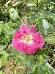 pink rose flower in nature garden
