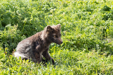 Fototapeta premium Arctic fox at Hornstrandir Nature Reserve, Westfjords, Iceland. Molting male fox portrait at spring in the wild.