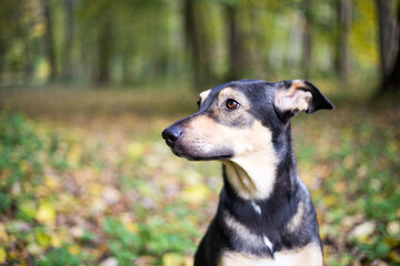 Close up portrait of a hound dog in an autumn park