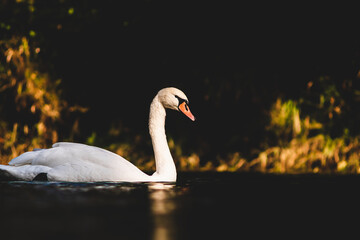 swan on the water