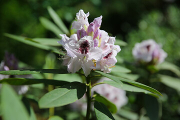 Rhododendron flower close-up. Floral background, blur.