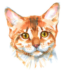 Hand drawn sketch markers illustration of cat. Portrait of  cute  kitty isolated on white.
