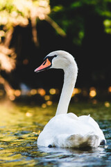 swan on the water