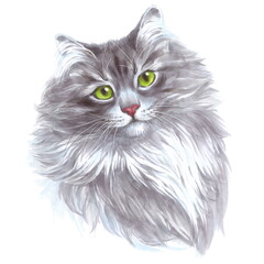 Obraz premium Hand drawn sketch markers illustration of cat. Portrait of cute kitty isolated on white.