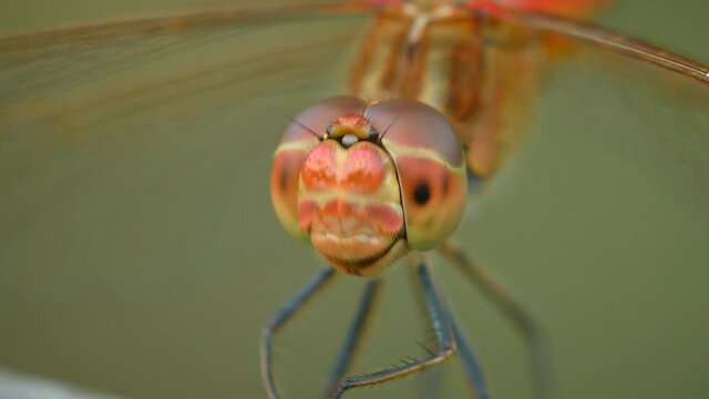 Vagrant darter (Sympetrum vulgatum): head and compound eyes, extreme close-up.