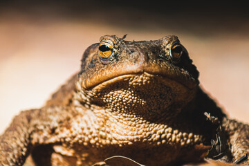 close up of a frog