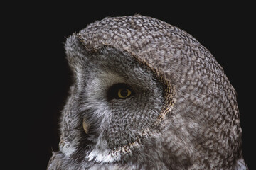 great grey owl