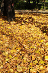 Yellow maple leaves on the ground. Autumn in the city square. Yellow leaves covered the entire ground.
