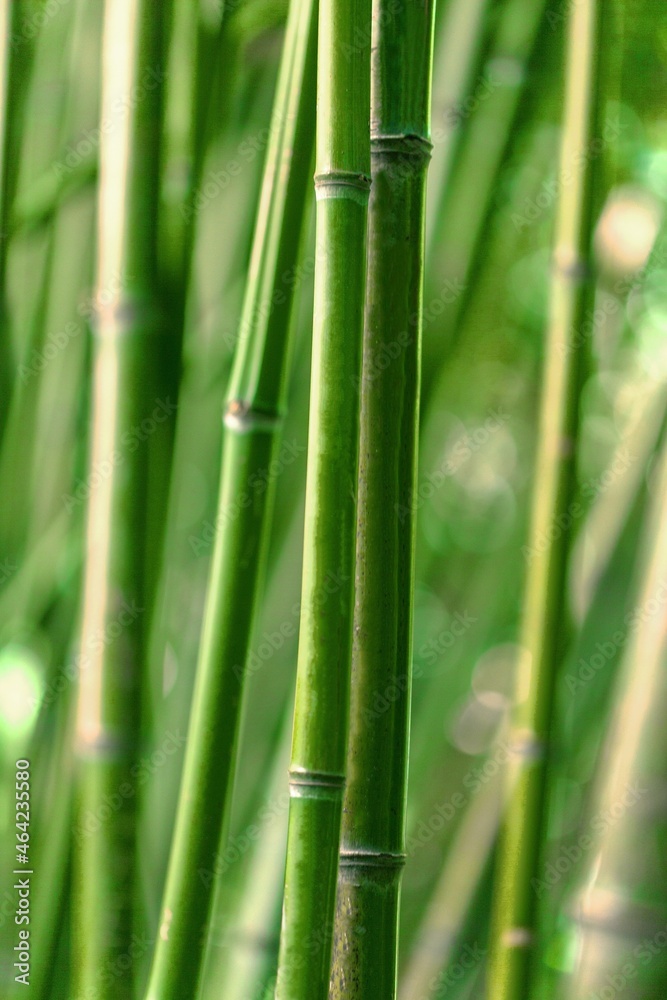 Wall mural Green fresh bamboo leaves, new life