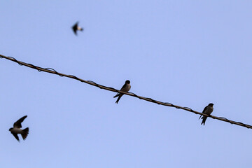 Swallows on an electric power cable at sunset