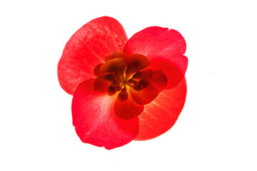 red begonia flowers on the white background