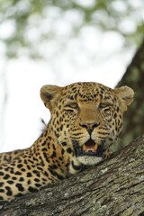 Leopard over tree (Serengeti, TANZANIA)