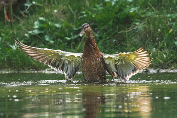 duck in the water