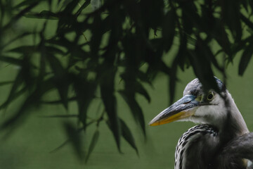 blue heron
