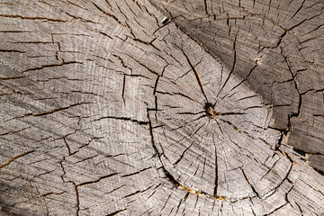 texture of an old tree cut