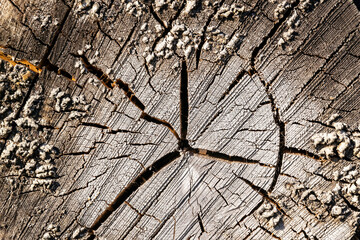 texture of an old tree cut