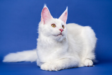 Fototapeta na wymiar Longhair cat breed Maine Coon Cat. Portrait of pretty white color Coon Cat. Animal lying on blue background.