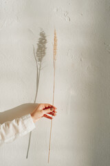 dried flower and its shadow on the background of a white wall and a woman's hand