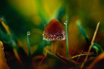 Grzybki, grzyby w naturalnym środowisku © Robert