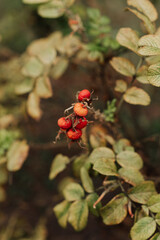 red rose hips close up on a bush