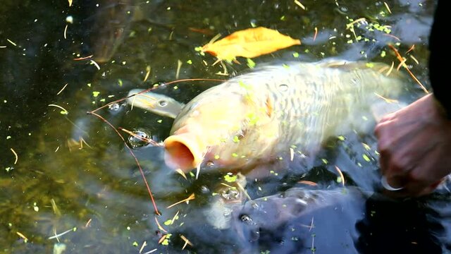 Giant Koi Karp swimming in a manmade pond within a Japanese Zen style garden.
