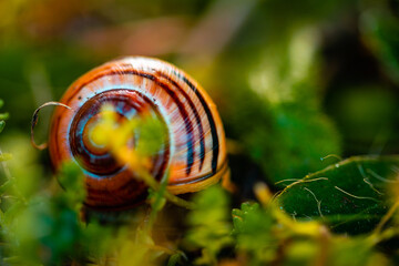 The snail in the garden - obrazy, fototapety, plakaty