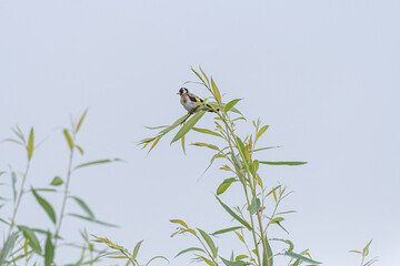 Colourful European Goldfinch, Carduelis carduelis in a tree.