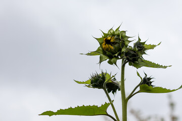 Blooming young sunflower buds against the bright background. Helianthus.