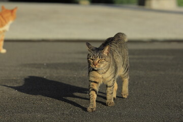 cat on the street