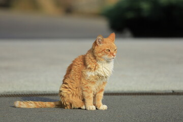cat on the roof