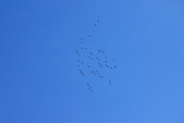 Obraz premium A flock of crane birds on the sky in meseberg, federal state Brandenburg - Germany