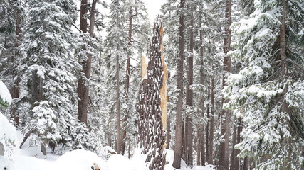 Snowy white winter mountain and tree landscapes in Sequoia and Kings Canyon National Park, California, USA.