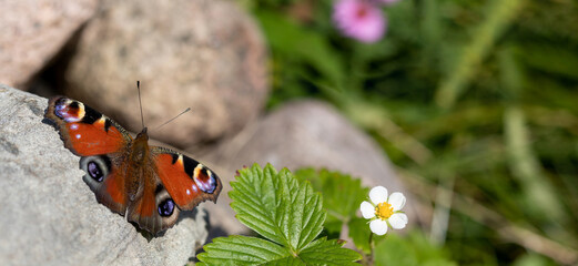 Peacock Butterfly is warming in the autumn sun on the rock. Aglais io.