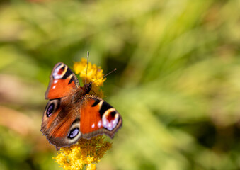 Colorfull Peacock Butterfly on the blurred background with copy space. Aglais io.