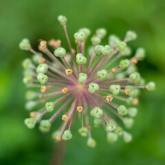Fresh Ornamental Onion buds on the blurred green background. Allium aflatunense.