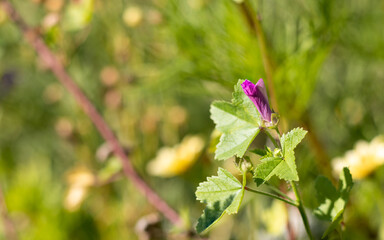 Purple mallow flower bud on the blurred floral background. Malva sylvestris.