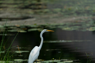 Great Egret or Great White Heron looking across the water.