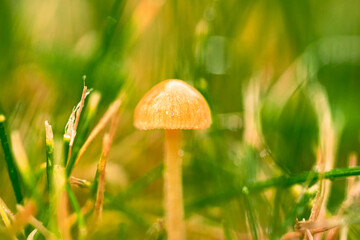 Grzybki, grzyby w naturalnym środowisku