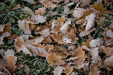 autumn leaves close-up, natural background