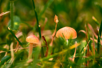 Grzybki, grzyby w naturalnym środowisku