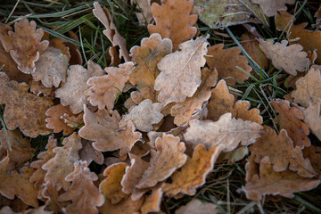 autumn leaves close-up, natural background