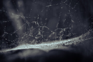 Spider Spider's web in the autumn time