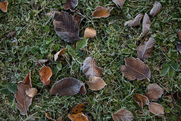 autumn leaves close-up, natural background