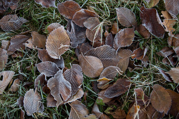 autumn leaves close-up, natural background