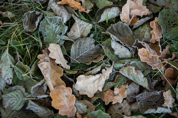 autumn leaves close-up, natural background