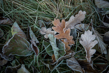 autumn leaves close-up, natural background